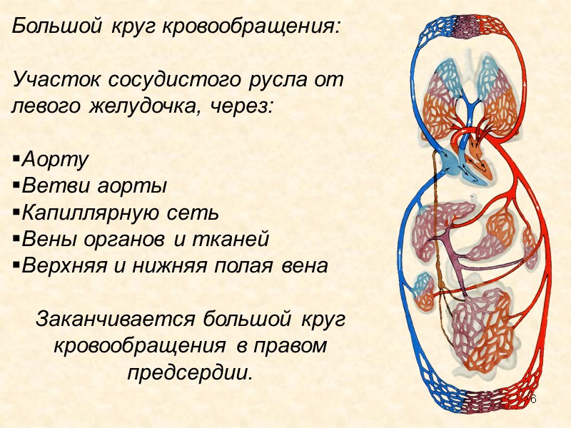 16 Большой круг кровообращения:   Участок сосудистого русла от левого желудочка, через: 